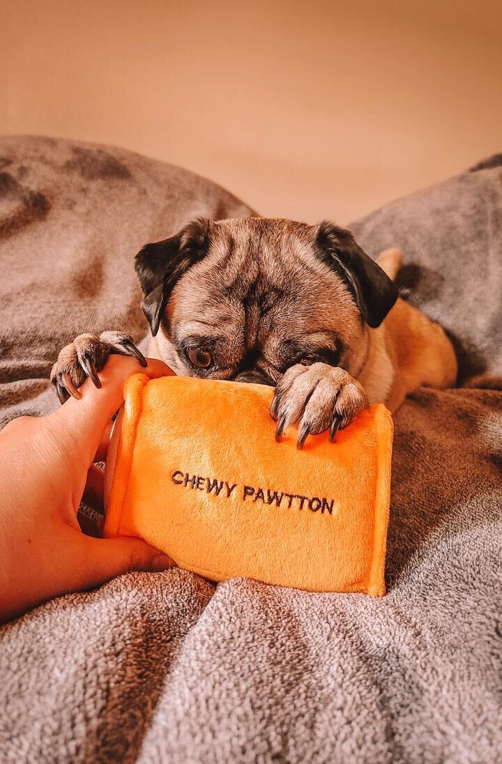 CHEWY PAWTTON PLUSH DOG TOY